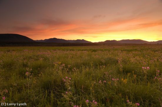 Missing Image: i_0023.jpg - Alpine Meadow,Glacier National Park