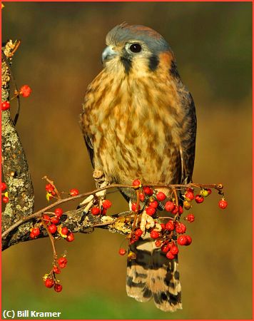 Missing Image: i_0031.jpg - American Kestrel