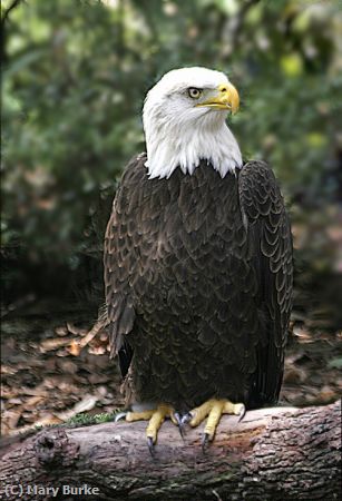 Missing Image: i_0036.jpg - Regal Eagle