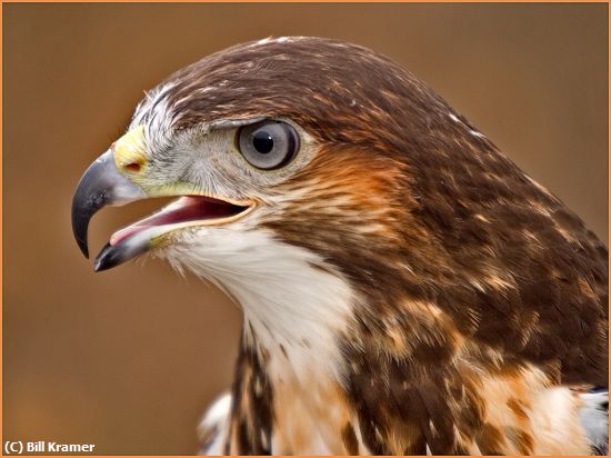 Missing Image: i_0046.jpg - Augur Hawk