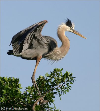 Missing Image: i_0002.jpg - Great Blue Landing