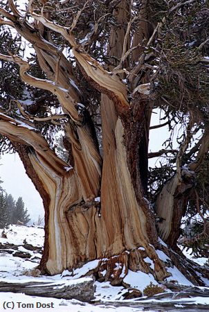 Missing Image: i_0007.jpg - Bristlecone in Early Storm