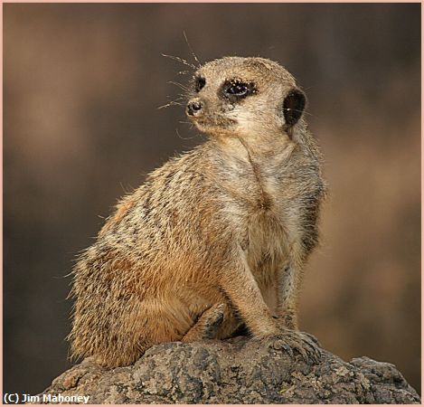 Missing Image: i_0009.jpg - Meerkat