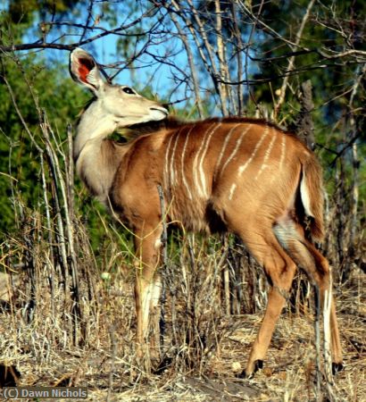 Missing Image: i_0010.jpg - Kudu Chobe