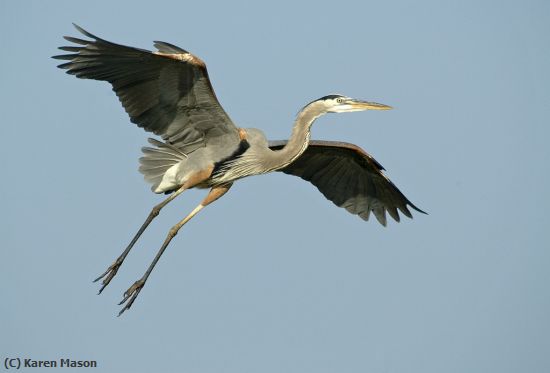 Missing Image: i_0011.jpg - heron