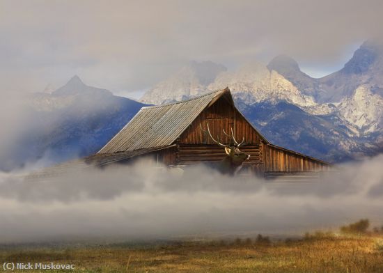 Missing Image: i_0013.jpg - Elk at Teton Barn