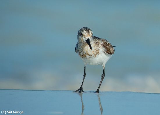 Missing Image: i_0015.jpg - Sanderling