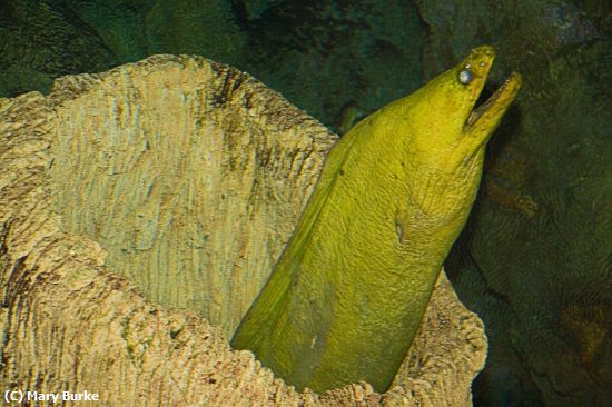 Missing Image: i_0020.jpg - Moray Eel