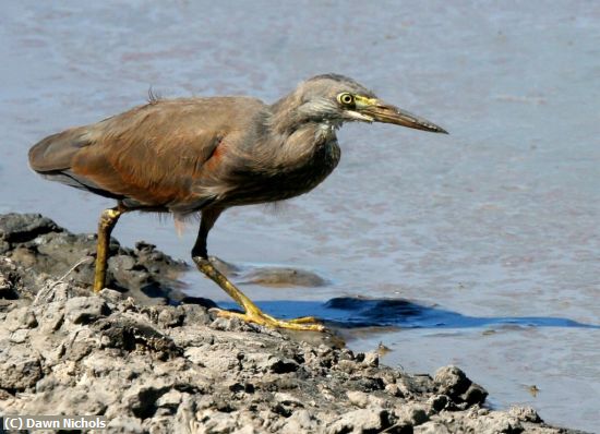 Missing Image: i_0022.jpg - Squacco Heron Okavango Delta