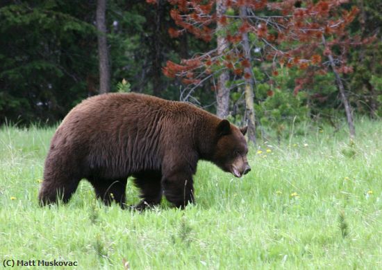 Missing Image: i_0023.jpg - Cinnamon Black Bear