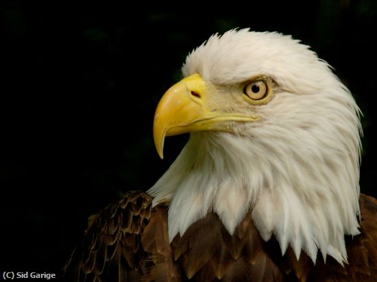 Missing Image: i_0037.jpg - Bald Eagle