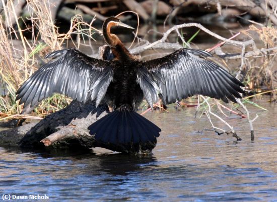 Missing Image: i_0048.jpg - African Darter Chobe