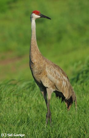 Missing Image: i_0004.jpg - Sandhill-Crane