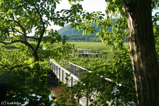 Missing Image: i_0009.jpg - boardwalk to wetlands