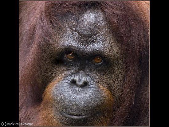 Missing Image: i_0012.jpg - Chimp Portrait