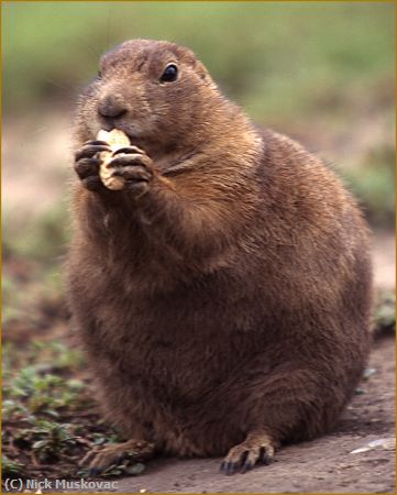 Missing Image: i_0020.jpg - Prairie Dog Needs Diet