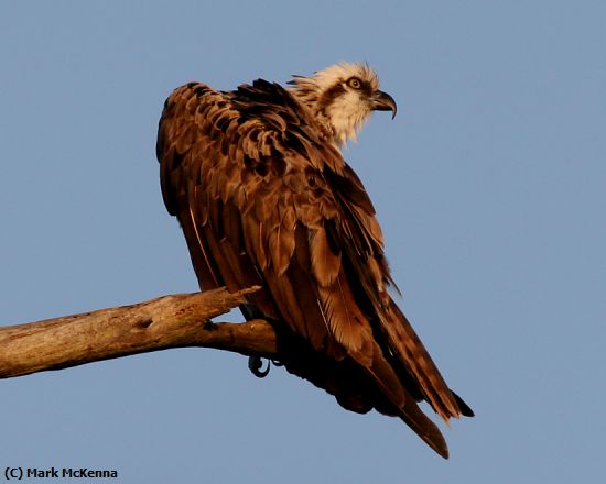 Missing Image: i_0008.jpg - Osprey