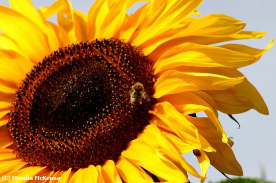 Missing Image: i_0011.jpg - Sunflower