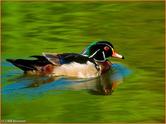 Missing Image: i_0015.jpg - Wood Duck