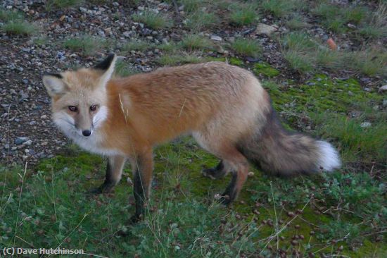 Missing Image: i_0018.jpg - Red-Fox