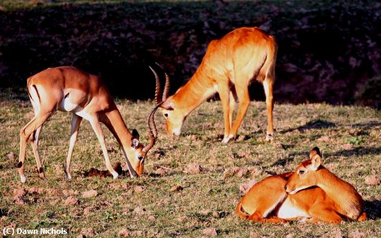 Missing Image: i_0023.jpg - Impala & Puku, Zambia