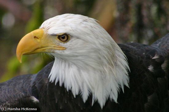 Missing Image: i_0024.jpg - Eagle Power