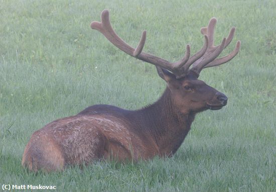 Missing Image: i_0021.jpg - Elk in the Fog