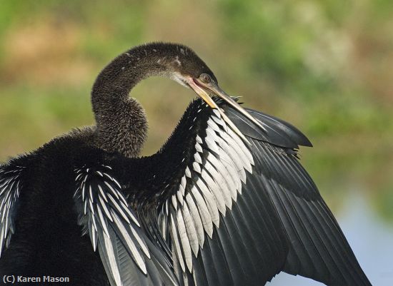 Missing Image: i_0023.jpg - anhinga