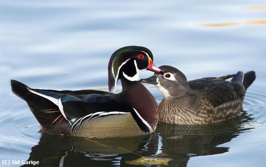 Missing Image: i_0042.jpg - Woodduck Romance