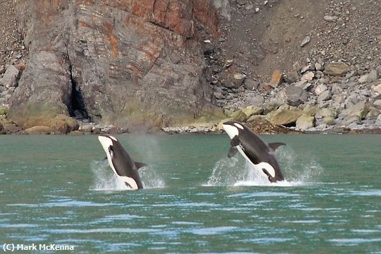 Missing Image: i_0049.jpg - Dancing Orcas