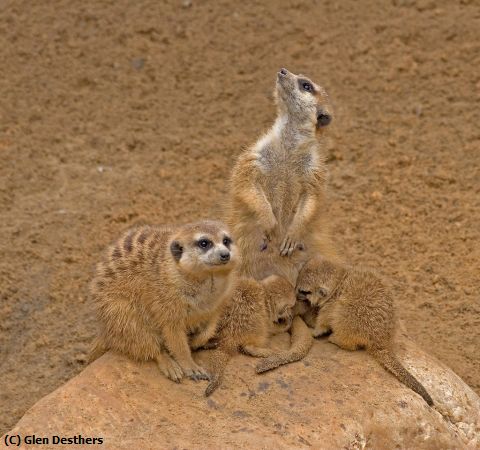 Missing Image: i_0005.jpg - MEERKATS