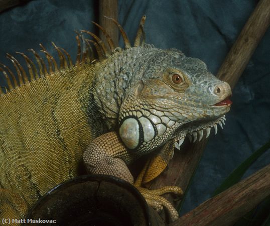 Missing Image: i_0009.jpg - Iguana