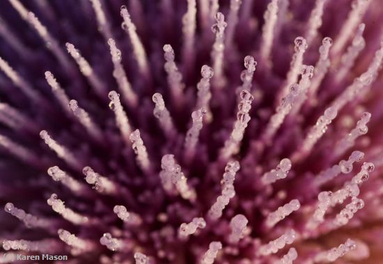 Missing Image: i_0020.jpg - thistle