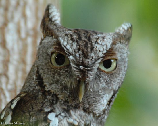 Missing Image: i_0028.jpg - Eastern Screech Owl