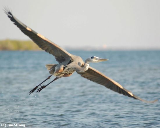 Missing Image: i_0034.jpg - Great Blue Heron in Flight