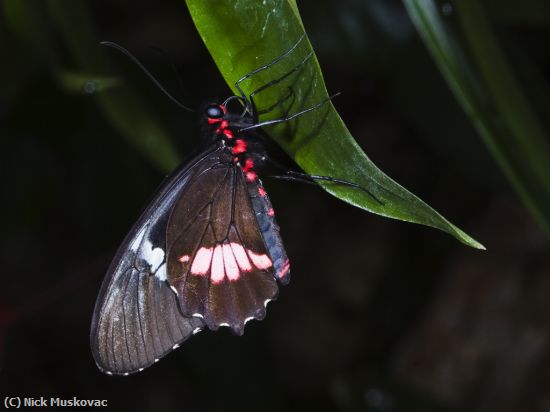 Missing Image: i_0037.jpg - Red Rose Butterfly