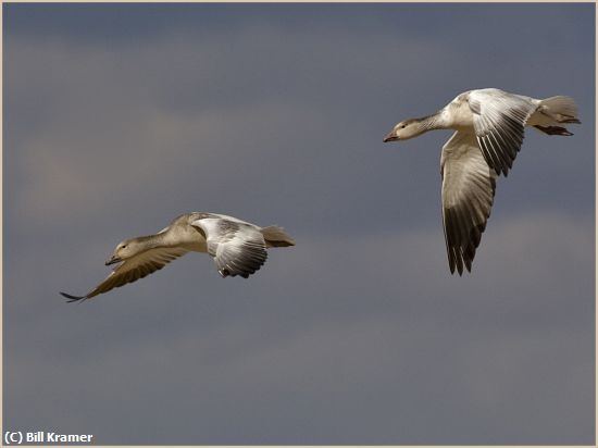 Missing Image: i_0043.jpg - Ross' Geese