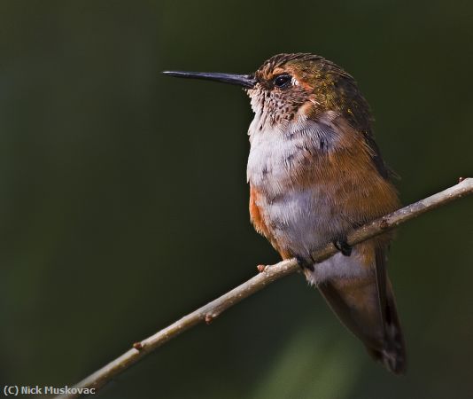 Missing Image: i_0009.jpg - Humming Bird