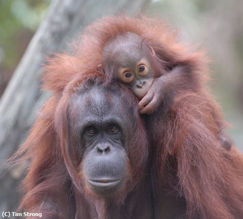 Missing Image: i_0017.jpg - Nature's Bond