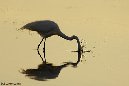 Missing Image: i_0018.jpg - Great Egret Striking