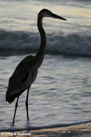 Missing Image: i_0026.jpg - Great Blue Heron