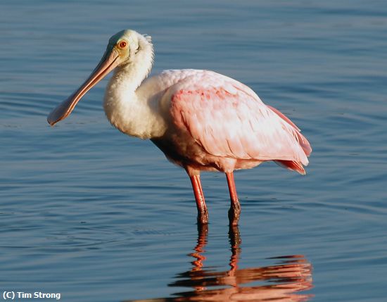 Missing Image: i_0032.jpg - Roseate Spoonbill