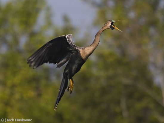 Missing Image: i_0033.jpg - Anhinga Flying Beak Open