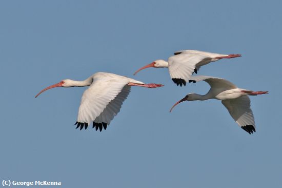 Missing Image: i_0034.jpg - White ibis