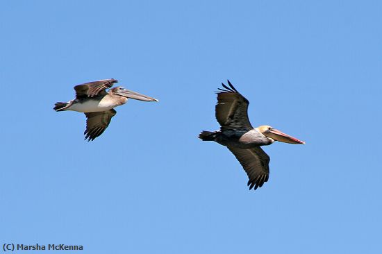 Missing Image: i_0036.jpg - Pelican Formation