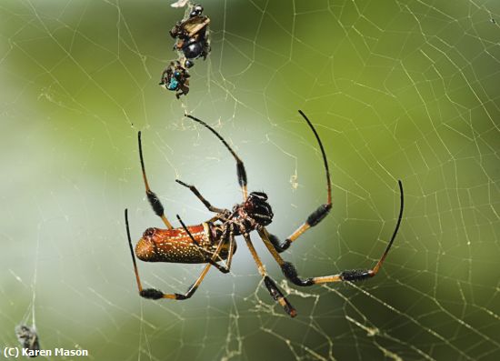 Missing Image: i_0040.jpg - spider