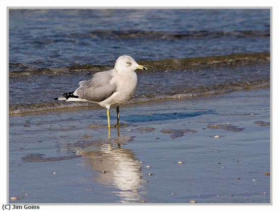 Missing Image: i_0041.jpg - Ring-Bill-Gull-3