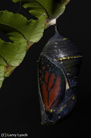 Missing Image: i_0043.jpg - Monarch Butterfly Chrysalis