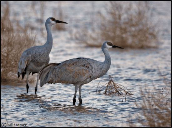 Missing Image: i_0044.jpg - Sandhill-Pair
