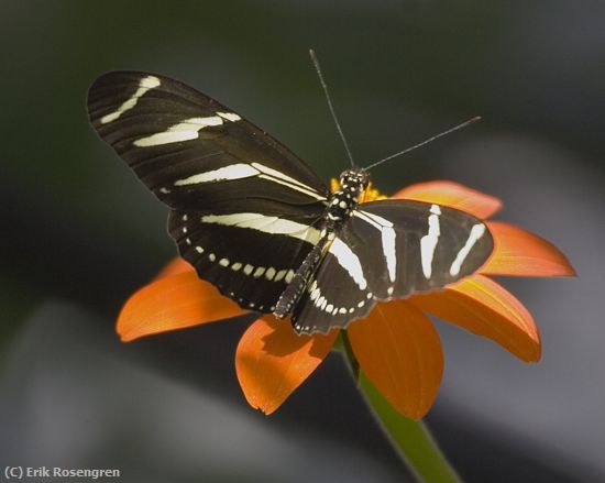 Missing Image: i_0045.jpg - Zebra Longwing